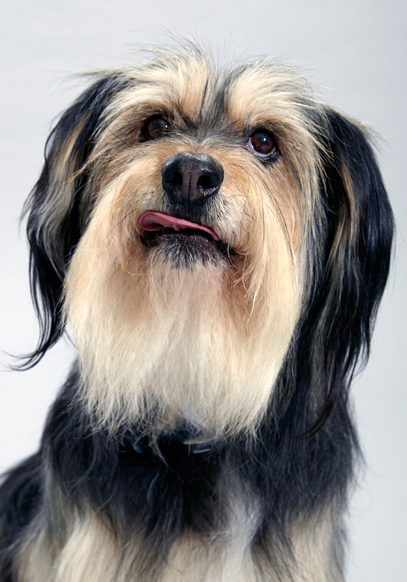 Doggie portrait