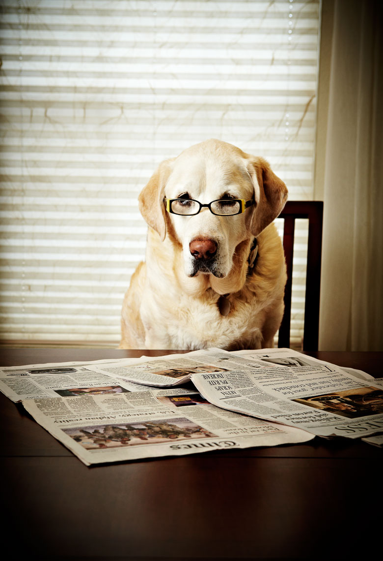 Read dogs. Dog newspaper. Reader Dogs. Yellow Dog with newspaper. Reading Dog.